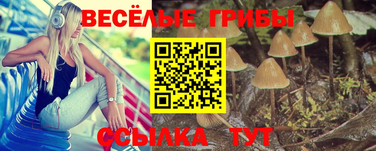 Псилоцибиновые грибы Psilocybine cubensis Всеволожск