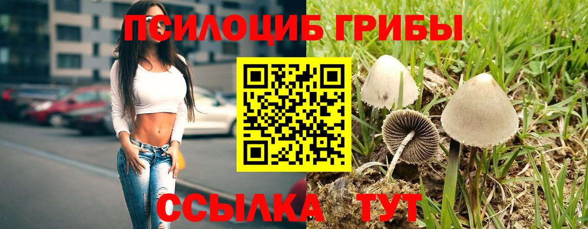 Псилоцибиновые грибы Psilocybe  купить  сайты  Псилоцибиновые грибы GOLDEN TEACHER  Всеволожск  Вход с VPN 